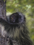 Porcupine, Erethizon Dorsatum, Climbing a Tree, Zion National Park, Utah, USA Photographic Print by Gerald & Buff Corsi