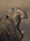 Southern Elephant Seal Roaring (Mirounga Leonina), Antarctica Photographic Print by Tom Ulrich