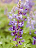 Wild Lupine Photographic Print
