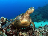 Green Sea Turtle, Chelonia Mydas, Resting on a Coral Reef Off Maui, Hawaii, USA Fotografie-Druck von David Fleetham