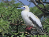 A Red-Footed Booby (Sula Sula), Midway Atoll National Wildlife Refuge, Pacific Ocean Photographie par John & Barbara Gerlach