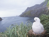 Gray-Headed Albatross Chick in its Nest (Diomedea Chrysostoma), South Georgia Island Lámina fotográfica por Joe McDonald Gray-Headed Albatross Chick in its Nest (Diomedea Chrysostoma), South Georgia Island Lámina fotográfica por Joe McDonald
