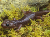 Climbing or Arboreal Salamander, Aneides Lugubris, California, USA Photographic Print by Gerold & Cynthia Merker