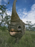 Wide Angle View of a Black Rhinoceros Horn and Face, Diceros Bicornis, Kenya, Africa Photographic Print by Adam Jones