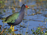 Purple Gallinule, Porphyrula Martinica, Florida, USA Photographie par John & Barbara Gerlach