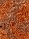 Mitochondria and Rough Endoplasmic Reticulum, Rer Photographic Print by Richard Kessel