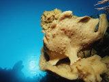 Giant Frogfish or Anglerfish (Antennarius Commersonii), Indonesia Photographic Print by Reinhard Dirscherl