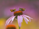 Pair of Skippers on Purple Coneflower, Louisville, Ky, Echinacea Purpurea Photographie par Adam Jones
