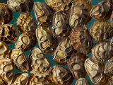 Sainfoin Seeds Photographie par Solvin Zankl