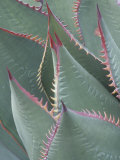 Succulent Leaves and Protective Spines of Shaw's Century Plant, Agave Shawii, California, USA Lámina fotográfica por Gerald & Buff Corsi