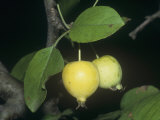 Wild Crabapples, Pyrus Coronaria Photographic Print by Bill Beatty