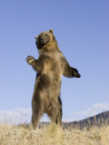 A Grizzly Bear Standing, Ursus Arctos, North America Photographic Print by Joe McDonald