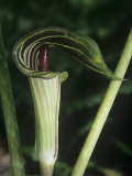Jack-In-The-Pulpit, Arisaema Atrorubens, Eastern North America Photographic Print by Gustav W. Verderber