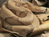 Osage Copperhead, Agkistrodon Contortrix Phaeogaster, . Missouri, USA Lámina fotográfica por G. Merker Osage Copperhead, Agkistrodon Contortrix Phaeogaster, . Missouri, USA Lámina fotográfica por G. Merker