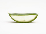 Close Up of Aloe Vera Plant Photographic Print