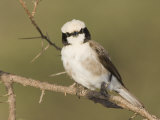 Northern White-Crowned Shrike, Eurocephalus Rueppellii, Samburu National Reserve, Kenya, Africa Photographie par Arthur Morris