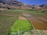 Rice Paddies, Oryza Sativa, Andrambaky Mountain, Madagascar, Africa Photographic Print by Gerald & Buff Corsi