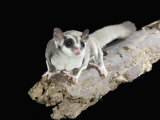 Sugar Glider, Petaurus Breviceps, a Marsupial Mammal from Australia Photographic Print by Joe McDonald