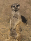 A Meerkat Lookout Near its Den Opening, Suricata Suricatta, Southern Africa Fotografisk tryk af Adam Jones A Meerkat Lookout Near its Den Opening, Suricata Suricatta, Southern Africa Fotografisk tryk af Adam Jones