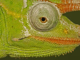 Usambara 3-Horn Chameleon, Chamaeleo Deremensis Photographic Print by Jack Michanowski