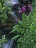 Parry Primrose, Primula Parryi, Rocky Mountains, North America Photographic Print by Adam Jones