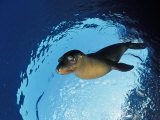 Californian Sea Lion, Zalophus Californianus, Mexico, Sea of Cortez, Baja California, La Paz Photographic Print by Reinhard Dirscherl
