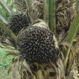 Oil Palm (Elaeis Guineensis) with Mature Fruit before Harvesting, Malaysia Photographic Print by Nigel Cattlin