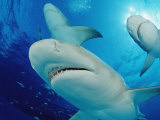 Lemon Sharks, Negaprion Brevirostris, Bahamas, Grand Bahama Island, Atlantic Ocean Photographie par Reinhard Dirscherl