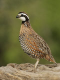 Northern Bob-White, Colinus Virginianus, Male, Texas, USA Photographic Print by John Cornell
