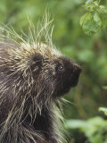 Porcupine Face, Erethizon Dorsatum, North America Photographic Print by Gerald & Buff Corsi