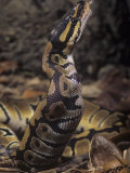 Ball Python, Python Regius, Swallowing its Mouse Prey, Africa Photographic Print by Joe McDonald