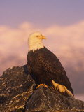 Bald Eagle Perched on Rocks (Haliaeetus Leucocephalus), North America Photographic Print by Tom Walker