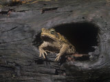 Marine Toad (Bufo Marinus) an Introduced Species. Florida, USA Photographic Print by Joe McDonald