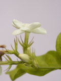 Jasmine Photographic Print