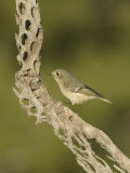 Ruby-Crowned Kinglet on a Cholla Cactus Skeleton (Regulus Calendula), Arizona, USA Photographie par Charles W. Melton