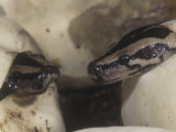 Burmese Pythons Hatching from an Egg, Python Molurus, Southeast Asia Lámina fotográfica por Joe McDonald
