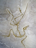 Early Bird Fossil (Archaeopteryx Lithographica), Jurassic Period, 200 M.Y.A., Solnhofen, Germany Photographic Print by Ken Lucas