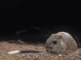 Bannertail Kangaroo Rat, Dipodomys Spectabilis, Deserts of Arizona, USA Lámina fotográfica por Joe McDonald Bannertail Kangaroo Rat, Dipodomys Spectabilis, Deserts of Arizona, USA Lámina fotográfica por Joe McDonald