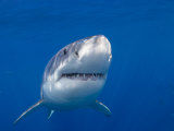 Great White Shark (Carcharodon Carcharias), Guadalupe Island, Mexico Photographic Print by David Fleetham