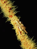 Gorgonian Crab (Xenocarcinus Tuberculatus), Indonesia, Indo-Pacific Ocean Photographic Print by Reinhard Dirscherl