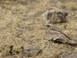 Fiery-Necked Nightjar, Caprimulgus Pectoralis, Africa Photographic Print by Joe McDonald