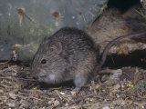 Hispid Cotton Rat, Sigmodon Hispidus, Texas, USA Lámina fotográfica por Charles Melton Hispid Cotton Rat, Sigmodon Hispidus, Texas, USA Lámina fotográfica por Charles Melton