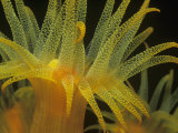 Yellow Cup Coral Polyp, Tubastrea, Bonaire, Netherland Antilles, Caribbean Sea Fotografisk trykk av Hal Beral