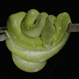 Green Tree Python, , Chondropython Viridis, Heat Sensory Pits, Australia, New Guinea Photographic Print by Jim Merli