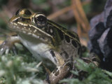 Southern Leopard Frog, Rana Utricularia, New Jersey, USA Lámina fotográfica por Joe McDonald