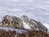 White-Tailed Ptarmigan, Lagopus Leucurus, in its Plumage Between Summer and Winter, North America Photographic Print by Charles Melton