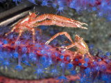A Pair of Squat Lobsters (Galathea) Photographed at Night on Gorgonian Coral, Komodo, Indonesia Photographie par David Fleetham