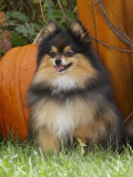 Pomerano Lámina fotográfica por Cheryl Ertelt