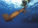 Richard Herrmann - Humboldt Squid Nine-Mile Bank Off San Diego, California, Usa, Pacific Ocean - Fotografik Baskı