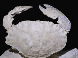 Fossil Crab (Cancer Sismondae), Oligocene Epoch, 33-23 M.Y.A., Italy Photographic Print by Ken Lucas